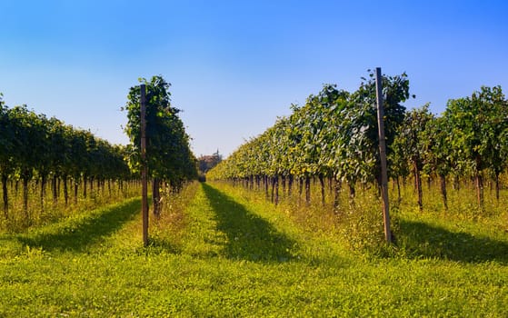 View of Italian vineyards in Friuli Venezia Giulia, Italy