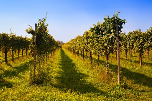 View of Italian vineyards in Friuli Venezia Giulia, Italy