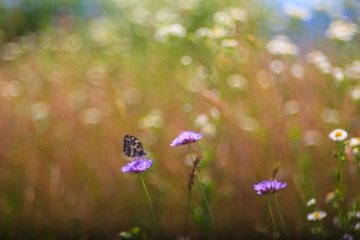 View of butterfly on countryside flowers