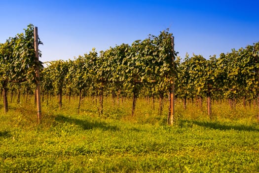 View of Italian vineyards in Friuli Venezia Giulia, Italy