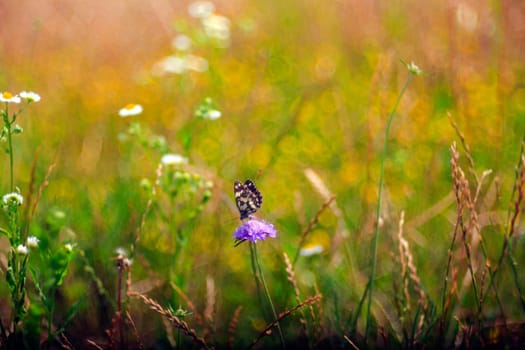 View of butterfly on countryside flowers