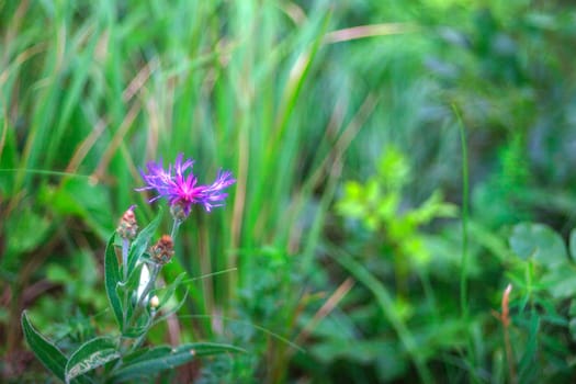 View of Centaurea flowers in the countryside