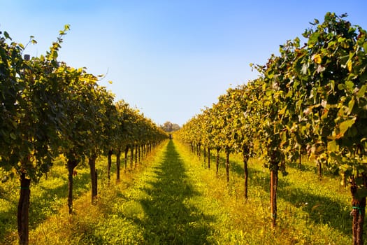View of Italian vineyards in Friuli Venezia Giulia, Italy