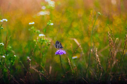 View of butterfly on countryside flowers