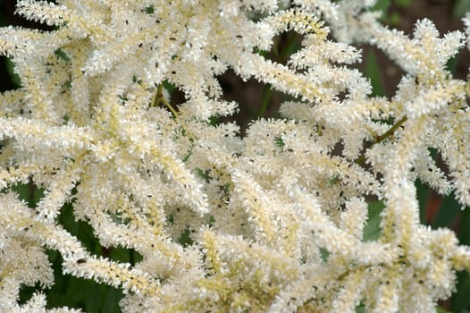 The photograph of the inflorescence of a magnificent pier,Astilbe.