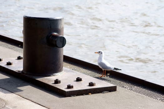 The photograph of a seagull standing on a bollard.