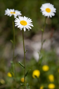 White daisies on bright summer day.