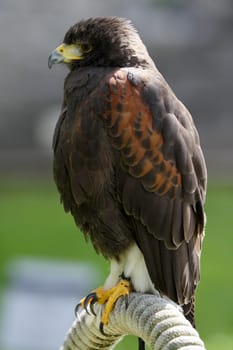 A predatory bird on outdoor background