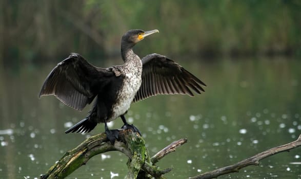 Cormorant