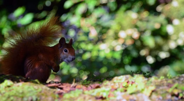 Sitting squirrel