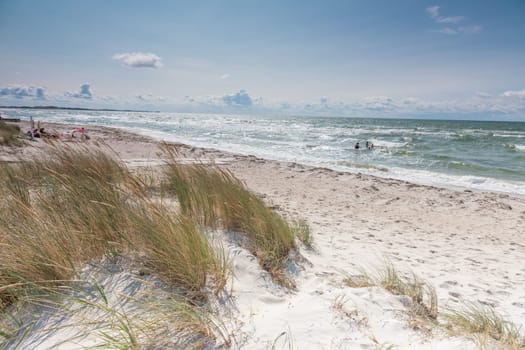 Beach oats on the Baltic Sea coast at Ristinge Strand