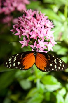 Heliconius hecale, is a species of Lepidoptera belonging to the family Nymphalidae