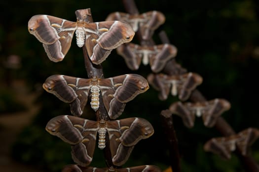Portrait of a Rice Paper butterfly, Idea leuconoe, drinking nectar
