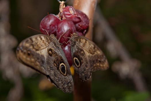 Portrait of a Rice Paper butterfly, Idea leuconoe, drinking nectar
