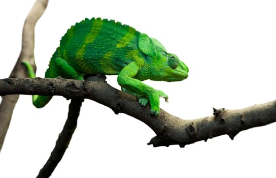 Giant Chameleon, Chamaeleo melleri with strong green colour over branch, over white