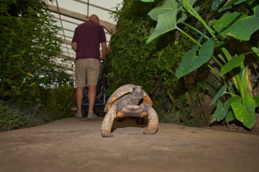 Yellow Footed Amazon Tortoise, Geochelone denticulata, over black background