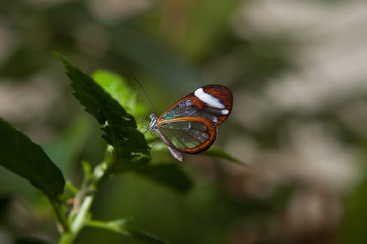 Portrait of a Rice Paper butterfly, Idea leuconoe, drinking nectar