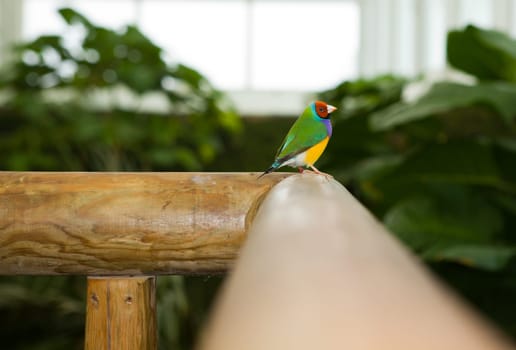 Purple-breasted red-headed Gouldian male Finch. Scientific name Erythrura, Chloebia gouldiae