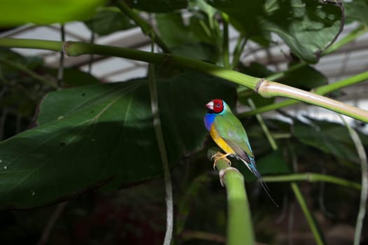 Purple-breasted red-headed Gouldian male Finch. Scientific name, Erythrura Chloebia gouldiae