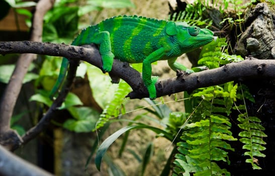 Giant Chameleon, Chamaeleo melleri with strong green colour over branch, over white