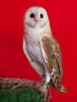 Portrait of a barn owl perched over red background. Tyto alba