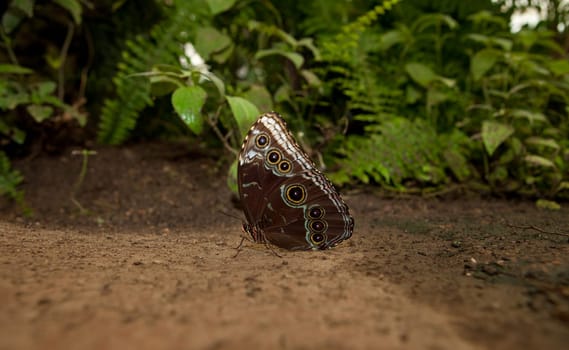 Portrait of a Rice Paper butterfly, Idea leuconoe, drinking nectar