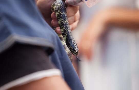 Costumed merchant man with snake participant at the Almossasa Culture Festival in Badajoz, Spain
