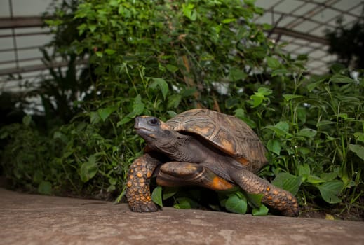 Yellow Footed Amazon Tortoise, Geochelone denticulata
