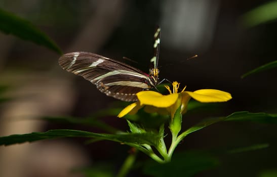 Photo of a Zebra Longwing, Heliconius charitonius, butterfly of the Nymphalidae family