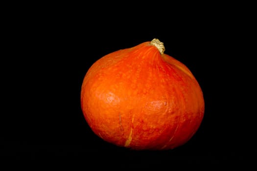 One orange hokkaido pumpkin on a black background.