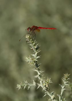 Close up of immature ruddy darter, sympetrum sanguineum, in Camargue, France