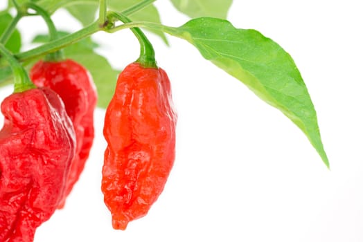 peppers