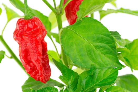 peppers