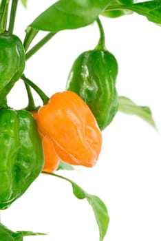 peppers