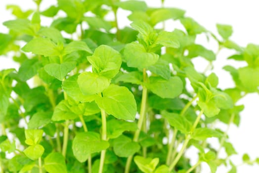 plant peppermint