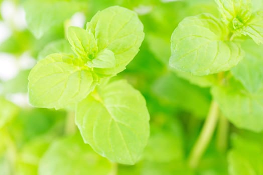 plant peppermint
