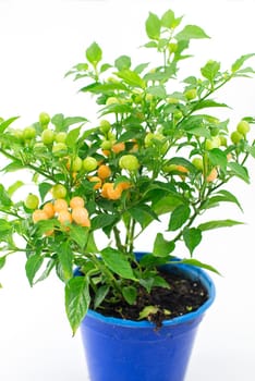 peppers