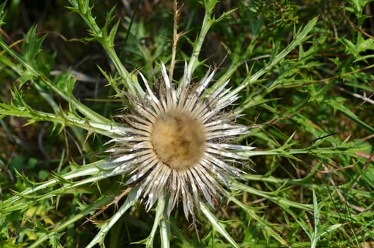 Silberdistel