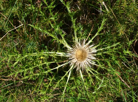silberdistel