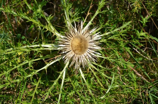 silberdistel