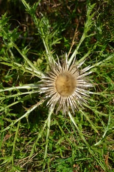 Silberdistel