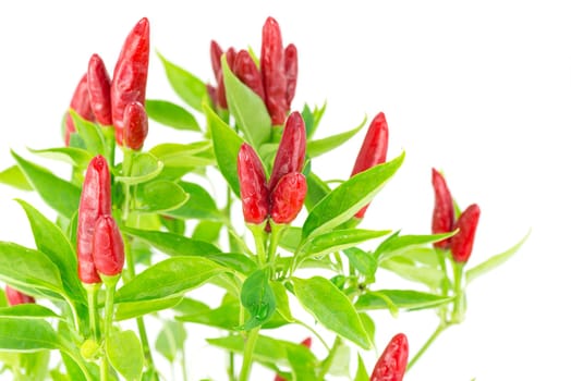 peppers