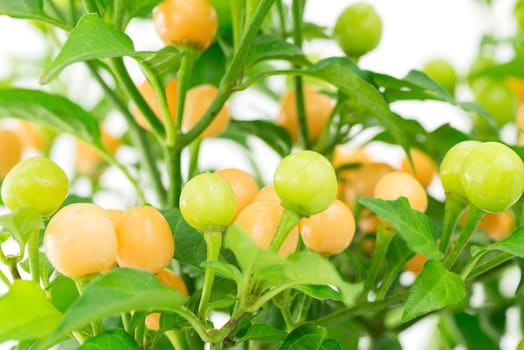 peppers