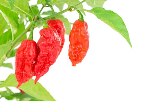 peppers
