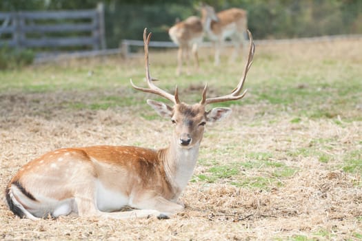 Spotted Deer / Chital (Axis axis)  sitting on the field