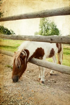 Vintage photo of a pony on the farm