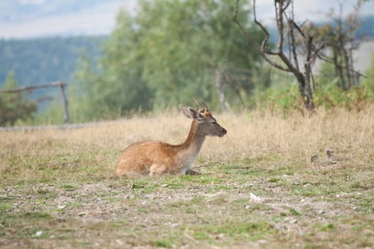 Spotted Deer / Chital (Axis axis)  sitting on the field