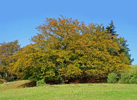 old beech