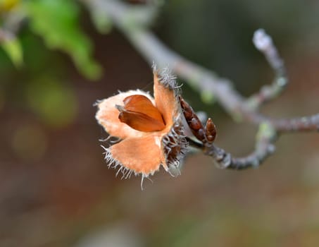 bucheckern