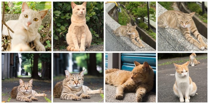 Collection of cat on the street in daytime.